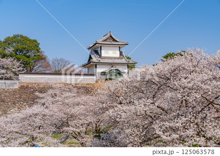 （石川県）金沢城　桜満開の石川門・石川櫓　朝 125063578