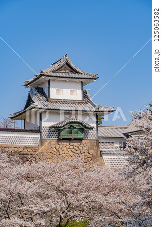 （石川県）金沢城　桜満開の石川門・石川櫓　朝 125063582