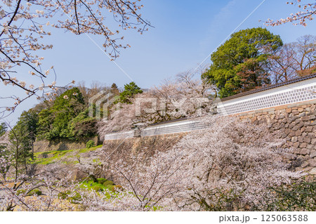 （石川県）金沢城　桜満開の石川門・石川櫓　朝 125063588
