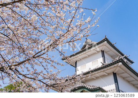 （石川県）金沢城　桜満開の石川門・石川櫓　朝 125063589