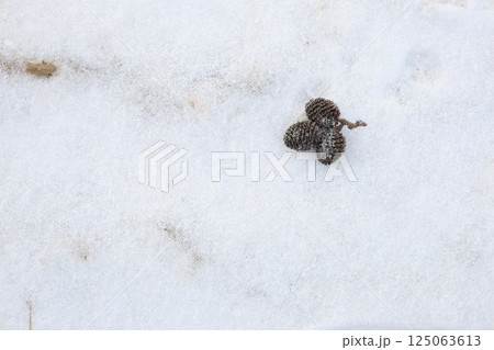 雪の上に落ちた小さな茶色い木の実 雪の上に落ちた小さな茶色い木の実 125063613