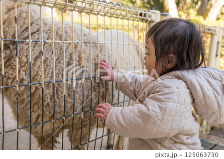 【相模原市立麻溝公園のふれあい動物広場で羊に触る1歳児】 125063730