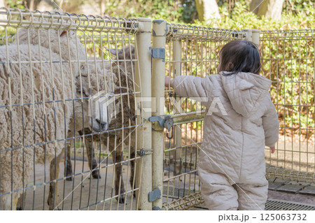 【相模原市立麻溝公園のふれあい動物広場で羊に触る1歳児】 125063732