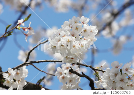 桜 岩倉市 桜まつり 五条川 桜 岩倉市 桜まつり 五条川 125063766