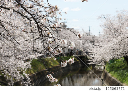 桜 岩倉市 桜まつり 五条川 桜 岩倉市 桜まつり 五条川 125063771