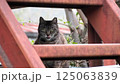 隙間からこちらを見ていた野良猫さん 125063839
