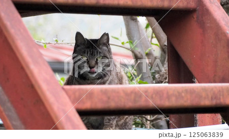 隙間からこちらを見ていた野良猫さん 125063839