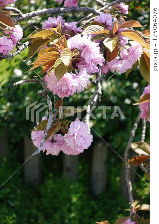 春4月丸くふんわりとしたピンク色の花を咲かせる八重桜の花 春4月丸くふんわりとしたピンク色の花を咲かせる八重桜の花 125064076