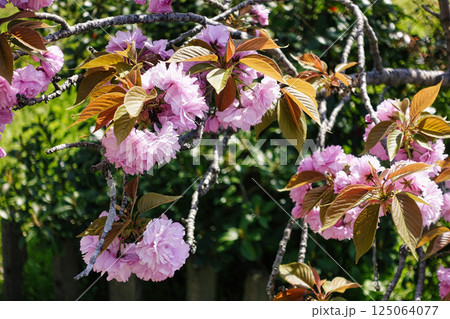 春4月丸くふんわりとしたピンク色の花を咲かせる八重桜の花 125064077