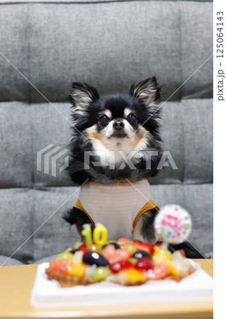 愛犬とバースデーケーキ　チワワ 125064143