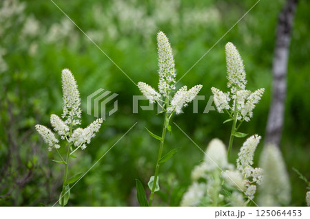 高原のコバイケイソウの白い花のアップ2 125064453