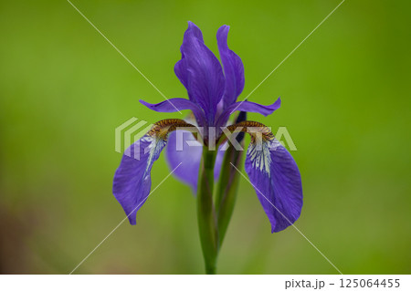 紫色のアヤメの花のアップ2 125064455