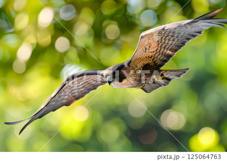 Bird is flying in the air with its wings spread out 125064763
