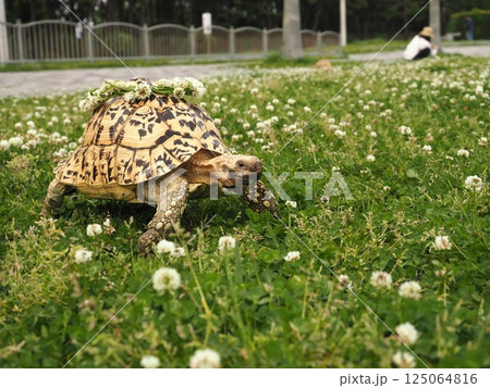 花冠を乗せたリクガメの写真 花冠を乗せたリクガメの写真 125064816