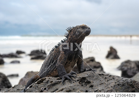 Marine iguana resting on rocks at Tortuga Bay beach, Galapagos, Ecuador 125064829