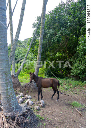 Horse standing under coconut trees in Nuku Hiva, Marquesas Islands, French Polynesia 125064845