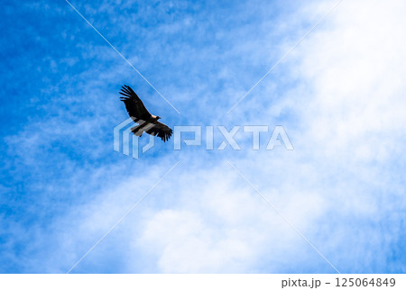 Condor soaring over the Colca Canyon in Peru 125064849