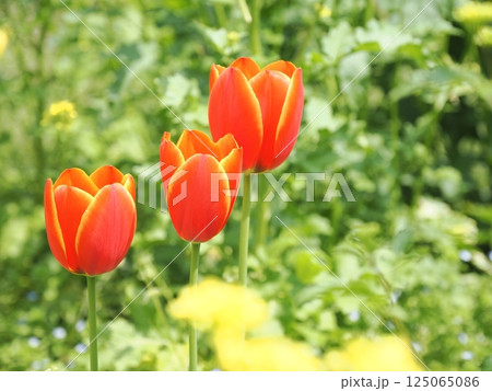 は　春に咲くチューリップ 125065086