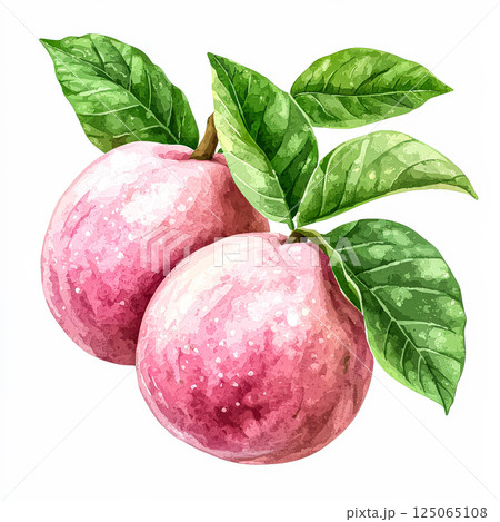 Two pink apples with green leaves on top 125065108