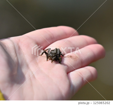 水辺で見つけた泥まみれの昆虫　やご 125065202