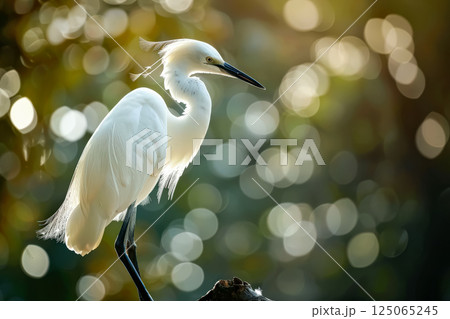 White bird with a long neck stands on a rock 125065245