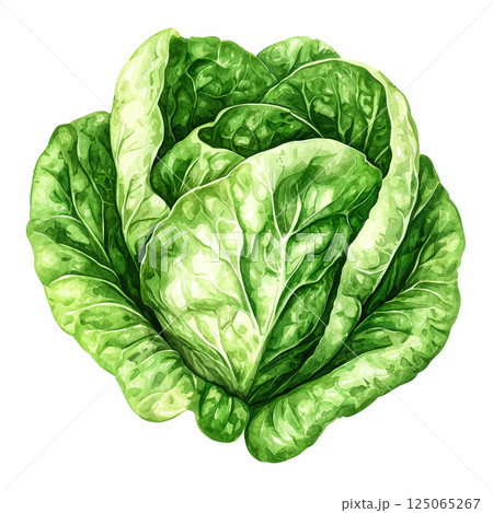 Green leafy vegetable with a white stem 125065267