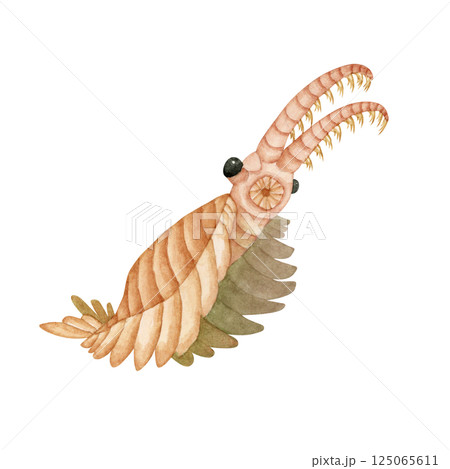 アノマロカリス　カンブリア紀の古生代生物　水彩 イラスト 125065611