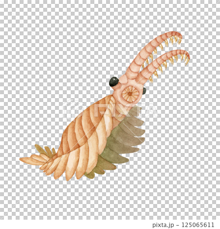 奇蝦，寒武紀古生代生物，水彩插圖 125065611