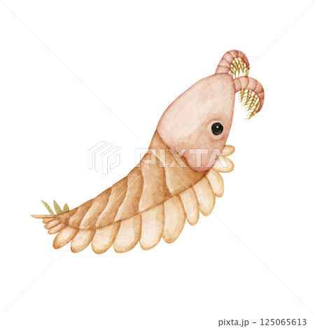 ペイトイア　カンブリア紀の古生代生物　水彩 イラスト 125065613