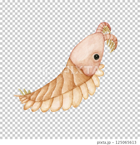 ペイトイア　カンブリア紀の古生代生物　水彩 イラスト 125065613