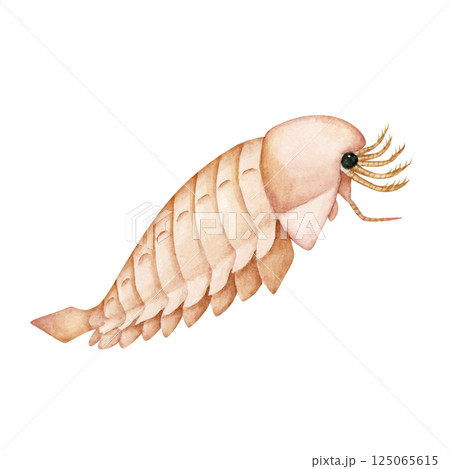 サンクタカリス　カンブリア紀の古生代生物　水彩 イラスト 125065615