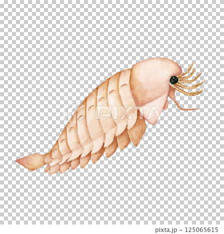Sanctacaris，一種寒武紀古生代生物，水彩插圖 125065615
