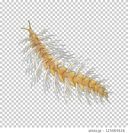 カナディア スピノサ　カンブリア紀の古生代生物　水彩 イラスト 125065616