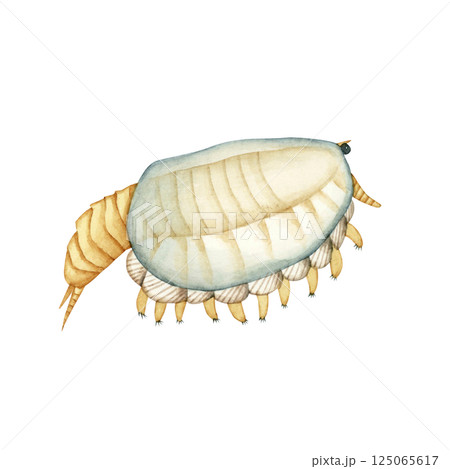 カナダスピス　カンブリア紀の古生代生物　水彩 イラスト 125065617