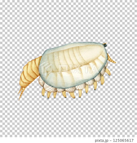 Canadaspis, a Cambrian Paleozoic organism, watercolor illustration 125065617