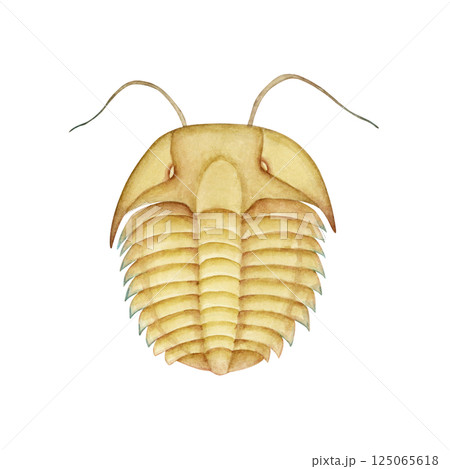 三葉虫　カンブリア紀の古生代生物　水彩 イラスト 125065618