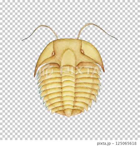 三葉蟲寒武紀古生代生物水彩插圖 三葉蟲寒武紀古生代生物水彩插圖 125065618