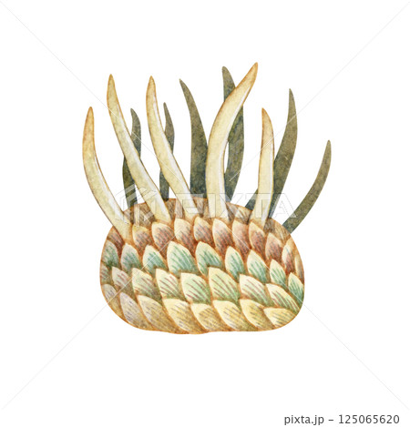 ウィワクシア　カンブリア紀の古生代生物　水彩 イラスト 125065620