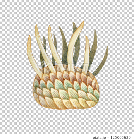 Wiwaxia,一種寒武紀古生代生物,水彩插圖 Wiwaxia,一種寒武紀古生代生物,水彩插圖 125065620