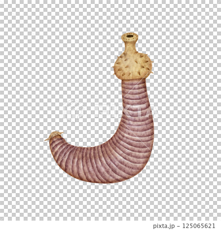 Ottoia, a Cambrian Paleozoic organism, watercolor illustration 125065621