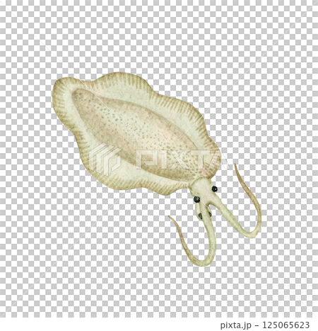 寒武紀古生代生物 Nectocaris 水彩插圖 125065623