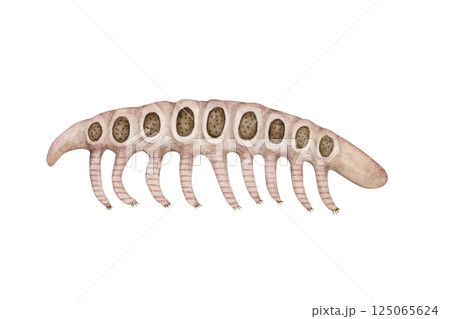 ミクロディクティオン カンブリア紀の古生代生物 水彩 イラスト ミクロディクティオン カンブリア紀の古生代生物 水彩 イラスト 125065624