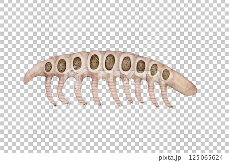 ミクロディクティオン カンブリア紀の古生代生物 水彩 イラスト ミクロディクティオン カンブリア紀の古生代生物 水彩 イラスト 125065624