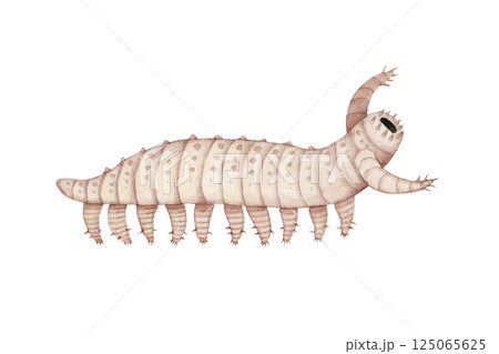 アイシュアイア　カンブリア紀の古生代生物　水彩 イラスト 125065625
