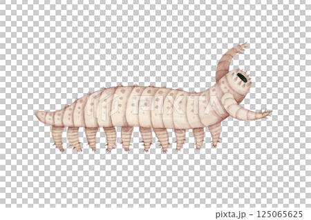 Aishuaia，一種寒武紀古生代生物，水彩插圖 125065625