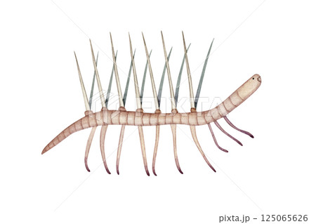 ハルキゲニア　カンブリア紀の古生代生物　水彩 イラスト 125065626