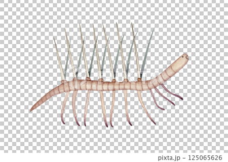 怪誕蟲，一種寒武紀古生代生物，水彩插圖 125065626