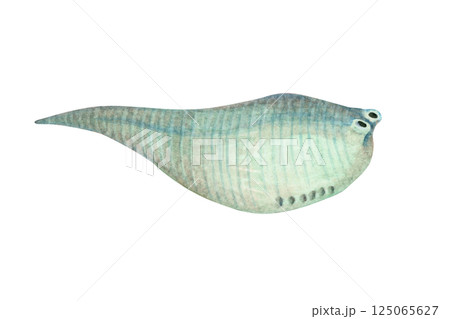 メタスプリッギナ　カンブリア紀の古生代生物　水彩 イラスト 125065627