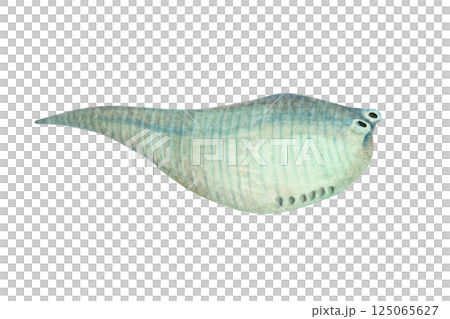 Metaspriggina, a Cambrian Paleozoic organism, watercolor illustration 125065627