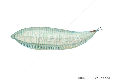 ピカイア　カンブリア紀の古生代生物　水彩 イラスト 125065628